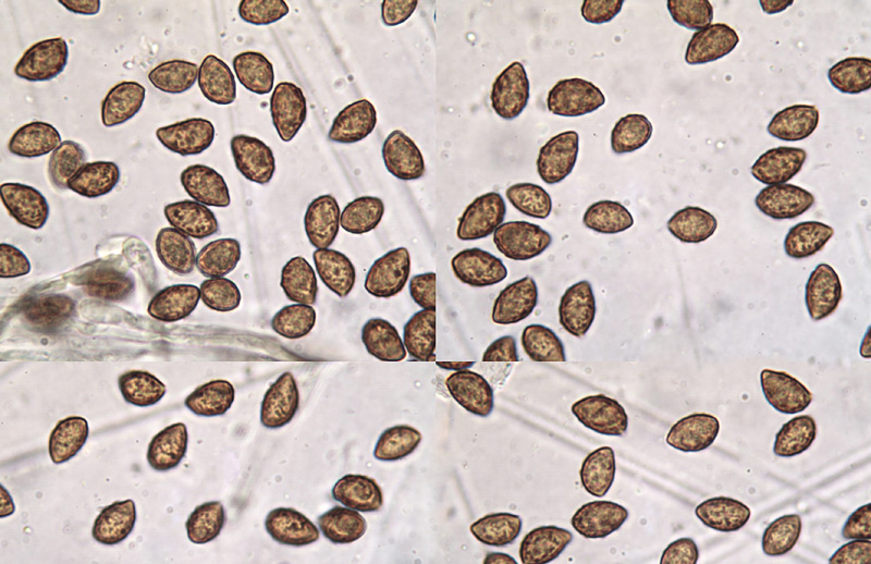 Cortinarius fulvocitrinus spory